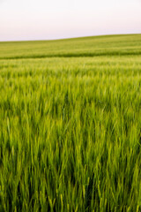 Barley field. Green ears of barley close up. Rich harvest concept. Majestic rural landscape. Wonderful natural background.
