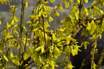 Beautiful Forsythia in spring time. Blooming forsythia bush
