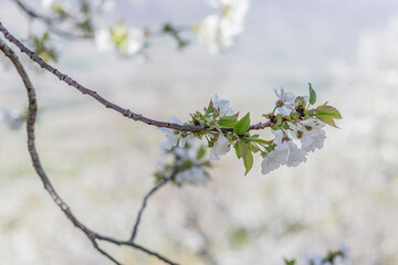 Flowering almond trees in spring in a field in Spain