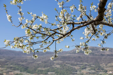 Flowering almond trees in spring in a field in Spain