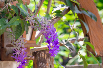 Purple Wreath, Queen's Wreath, Sandpaper Vine, Petrea volubilis flower beautiful bunch bouquet blooming in garden