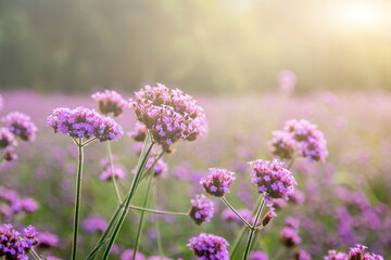 Verbena bonariensis violetta in the garden. Field of Violet flowers of Verbena bonariensis backgound.