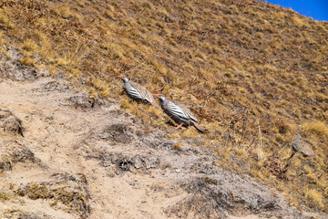 Himalayan snow chicken (ptarmigan). Tamang Heritage Trail and Langtang trek day 8 to Kyanjin Ri