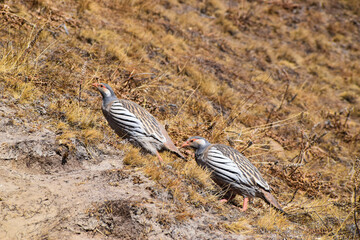 Himalayan snow chicken (ptarmigan). Tamang Heritage Trail and Langtang trek day 8 to Kyanjin Ri