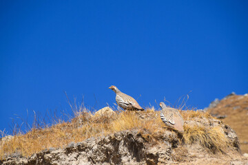 Himalayan snow chicken (ptarmigan). Tamang Heritage Trail and Langtang trek day 8 to Kyanjin Ri