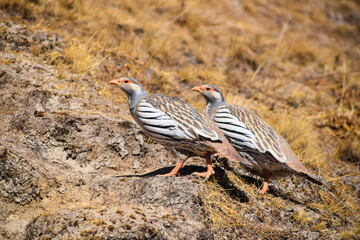 Himalayan snow chicken (ptarmigan). Tamang Heritage Trail and Langtang trek day 8 to Kyanjin Ri