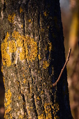 Tronco albero