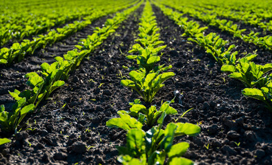 Field of young sugar beet plants in long lines growing in the recently cultivated fertile soil in a sunny day. Summer season. Agriculture.