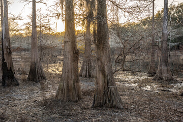 Cypress trees and marsh at Indian Lake, Silver River Springs Forest