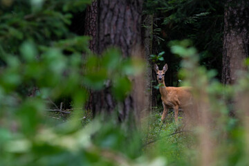 A roe deer (capreolus capreolus)