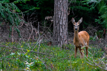 A roe deer (capreolus capreolus)