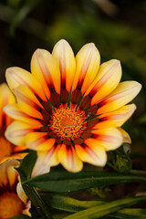 yellow and orange flower