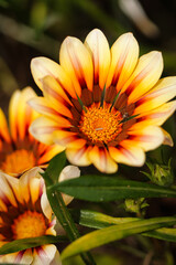 yellow and orange flower
