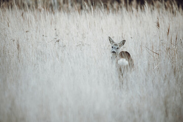 A roe deer (capreolus capreolus) in a grassy meadow.