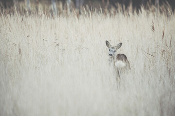 A roe deer (capreolus capreolus) in a grassy meadow.