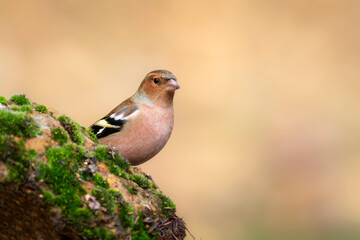 Small songbird. Nature background. Common Chaffinch. Fringilla coelebs.