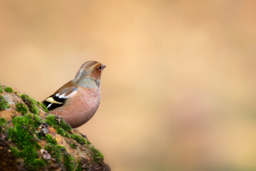 Small songbird. Nature background. Common Chaffinch. Fringilla coelebs.