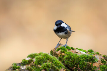 Small songbird. Nature background. Coal Tit. Periparus ater.