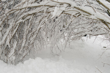 Winter landscape with snowy trees in the forest, Finnish nature, city parks of Helsinki, Espoo, Vantaa..Trees after a heavy snowfall
