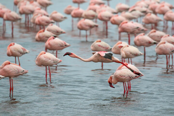 Fototapeta na wymiar Flamboyance of Lesser Flamingo, Walvis Bay, Namibia