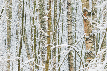 Obraz premium Trunks of snowy trees in the forest after a heavy snowfall. Close-up