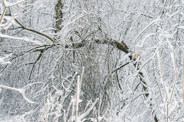 Winter landscape with snowy trees in the forest, Finnish nature, city parks of Helsinki, Espoo, Vantaa..Trees after a heavy snowfall