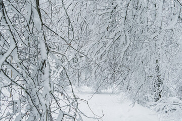Fototapeta premium Winter landscape with snowy trees in the forest, Finnish nature, city parks of Helsinki, Espoo, Vantaa..Trees after a heavy snowfall