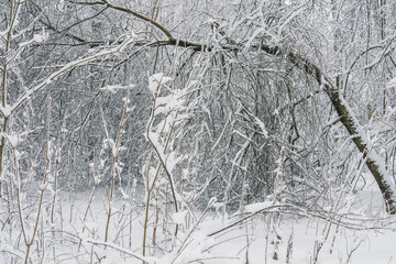Winter landscape with snowy trees in the forest, Finnish nature, city parks of Helsinki, Espoo, Vantaa..Trees after a heavy snowfall