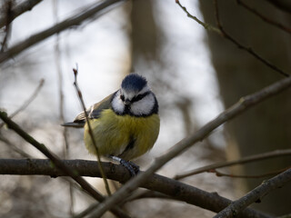blue tit