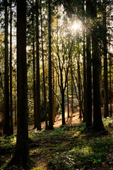 Obraz premium Bäume im Gegenlicht