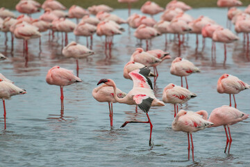 Flamboyance of Lesser Flamingo, Walvis Bay, Namibia