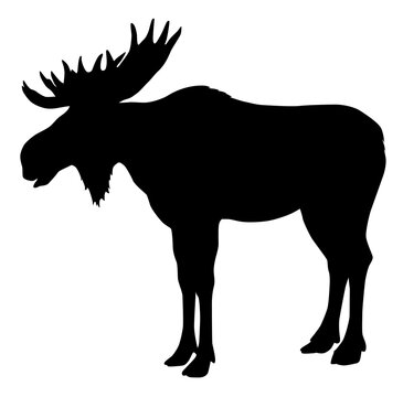 animal silhouette moose vector
