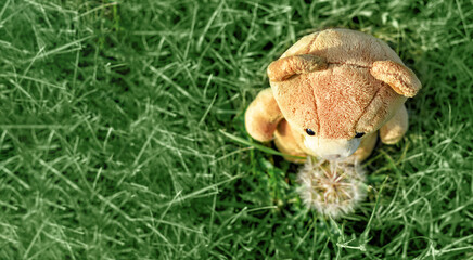 teddy bear in nature with a dandelion. Funny photo. copy space. Long banner. toy outdoor. toy with flower. 