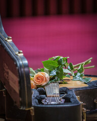 fresh roses on acoustic guitar strings