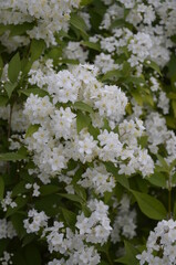 Spiraea cantoniensis / Reeve's Spiraea / Bridal-wreath Spiraea