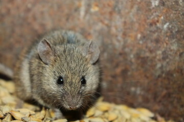 Naklejka na ściany i meble a gray wild mouse nibbles on grain. looks at me. muzzle. a wild mouse spoils the harvest. portrait of a gray mouse close up. a rodent animal is sitting on a yellow grain
