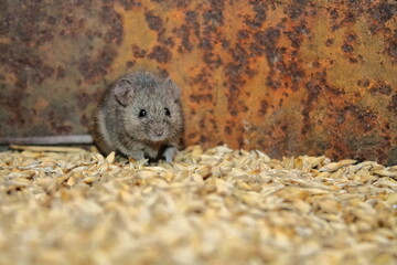 a gray wild mouse nibbles on grain. looks at me. close-up. a wild mouse spoils the harvest. portrait of a gray mouse close up. a rodent animal is sitting on a yellow grain