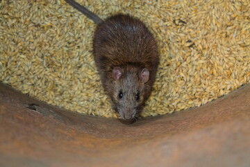a rat nibbles on a grain of barley. looks at me. the rat sits on the grain. rodents spoil the harvest. wild brown rodent in a barrel eats grain