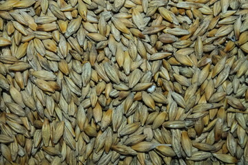 yellow barley grain close-up. the harvested grain crop. yellow ripe grain is poured in an even layer. beautiful background