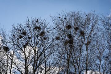 Krähen stehen seit viele Jahren unter verstärktem Schutz und konnten sich regional sehr stark vermehren. 
