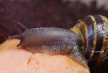 Close up of a snail's head from the side
