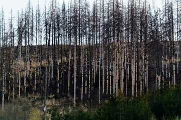  Dry spruce forest after bark beetles. Rajnochovice. East Moravia. Europe.