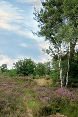 Obraz premium Hiking in cross border park De Zoom , Kalmthout heath, Belgium