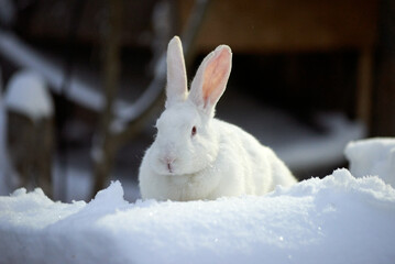 white domestic rabbit in the snow in winter
