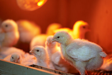 chicken hens in an incubator, close-up