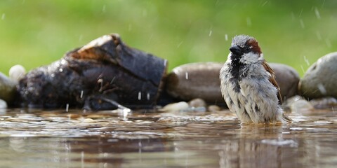 The house sparrow sits in the water of a bird watering hole. Moravia. Europe.