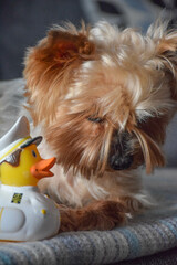 Moscow, Russia, February 2022, Yorkshire terrier with a toy duck in the captain's jacket