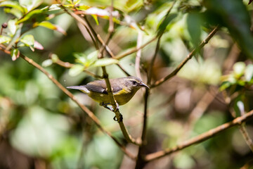 Hummingbirds at bird feeders in Monteverde, Costa Rica