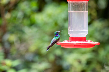 Obraz premium Hummingbirds at bird feeders in Monteverde, Costa Rica