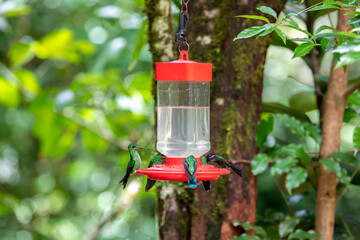 Hummingbirds at bird feeders in Monteverde, Costa Rica